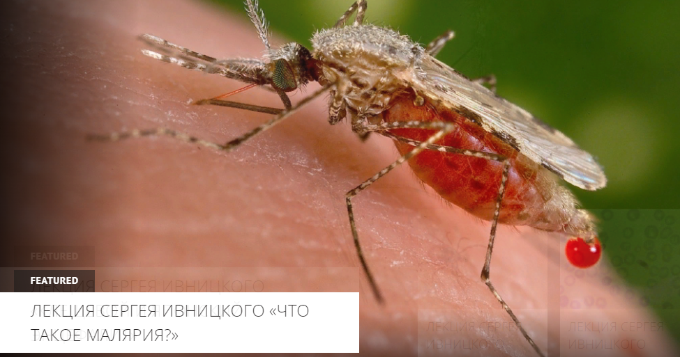 [Архэ] Сергей Ивницкий - Человек и паразиты — эвол_0.png